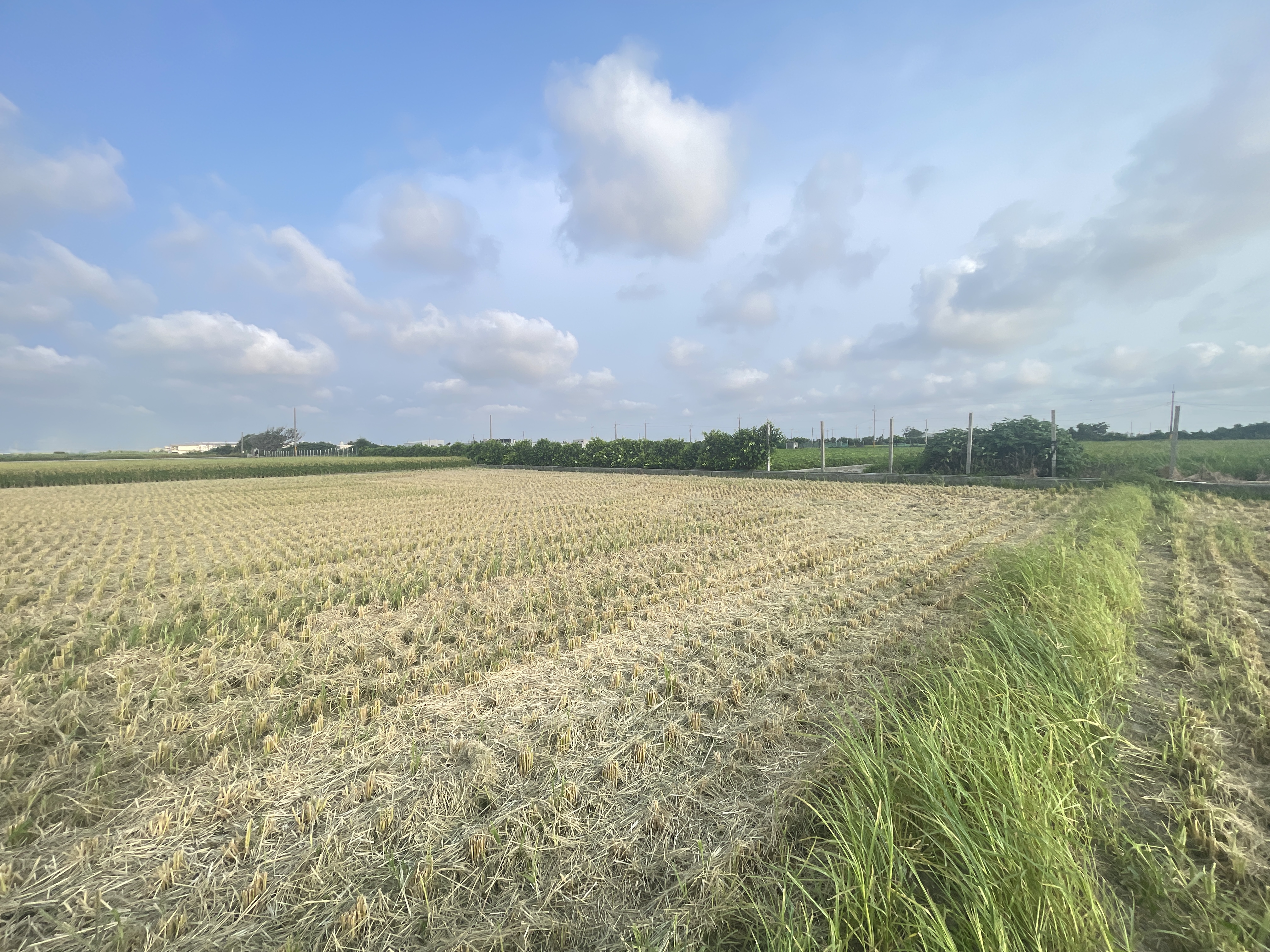 芳苑445坪方正美田｜5米路｜15米大面寬｜總價258萬